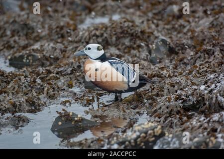 Eider Stellers (Polysticta stelleri), Männchen auf dem Seegras bedeckte Felsen ruhen, Båtsfjord, Varanger, Das arktische Norwegen, Stockfoto