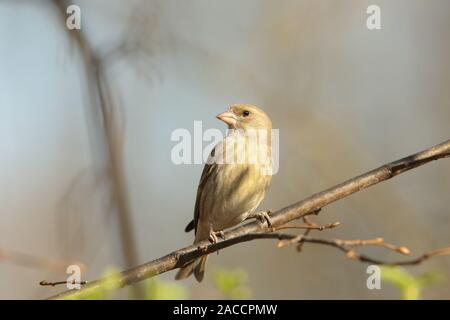 Grünfink (Carduelis chloris) auf einem Zweig in der Morgendämmerung. Stockfoto