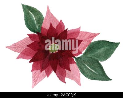 Aquarell Weihnachtsstern Blumen auf weißem Hintergrund, rot Weihnachtsstern, floral Design für Weihnachten Karte Stockfoto