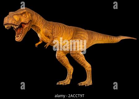Tyrannosaurus rex (T-Rex) ist Walking und offenen Mund. Von der Seite. Schwarz isoliert Hintergrund. Dinosaurier in Jurassic peroid. Embedded Beschneidungspfade Stockfoto