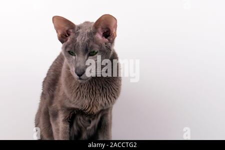 Bezaubernde lilac orientalische Katze versuchen, im Studio gegen hellen Hintergrund posiert Stockfoto