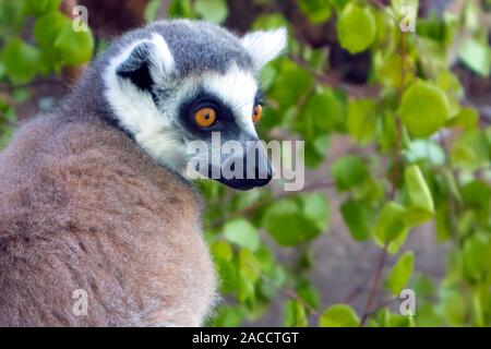 Ring tailed Lemur catta sitzen in einem Käfig an der Zoologische Garten Stockfoto