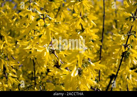 Die Zweige der blühenden Forsythia intermedia bedeckt mit leuchtend gelben Blumen, natürliche floral background Stockfoto