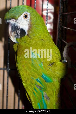 Schönen heimischen grünen Papagei Ara mit weißen Wangen, die in einem grossen Käfig aus Metall Stockfoto