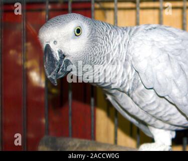 Porträt der schönen Graupapagei Psittacus erithacus in einem großen Käfig aus Metall Stockfoto