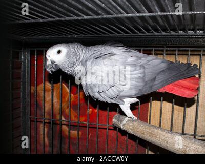 Schöne afrikanische Graupapagei Psittacus erithacus mit leuchtend roten Schwanz in einem großen Käfig aus Metall Stockfoto