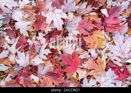 Silber Ahorn (Acer saccharinum) auf Waldboden, Herbst, Minnesota, USA, von Dominique Braud/Dembinsky Foto Assoc Stockfoto