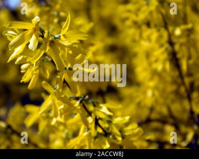 Die Zweige der blühenden Forsythia intermedia bedeckt mit leuchtend gelben Blumen wachsen im Park Stockfoto