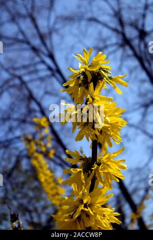 Der Zweig der blühenden Forsythia intermedia bedeckt mit leuchtend gelben Blumen wachsen im Park Stockfoto