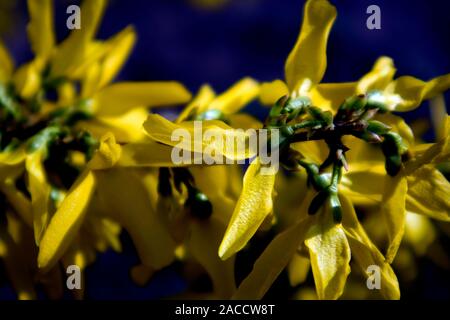 Der Zweig der blühenden Forsythia intermedia bedeckt mit leuchtend gelben Blumen wachsen im Park Stockfoto