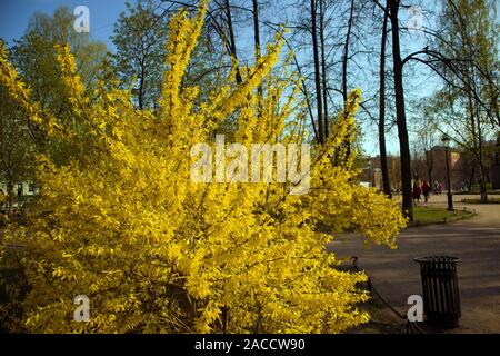 Üppige Bush der blühenden Forsythia intermedia bedeckt mit leuchtend gelben Blumen wachsen im Park Stockfoto