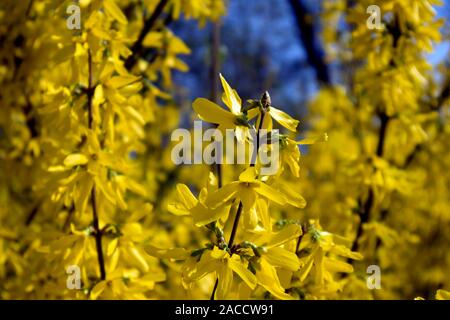 Die Zweige der blühenden Forsythia intermedia bedeckt mit leuchtend gelben Blumen wachsen im Park Stockfoto