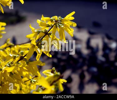 Die Zweige der blühenden Forsythia intermedia bedeckt mit leuchtend gelben Blumen wachsen im Park Stockfoto