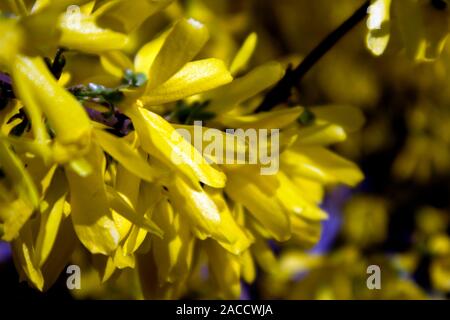 Der Zweig der blühenden Forsythia intermedia bedeckt mit leuchtend gelben Blumen wachsen im Park Stockfoto