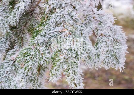 Frosty Nadeln auf einem Zweig in den Tannenwald Stockfoto