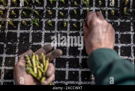 (191202) - SHILIN, Dez. 2, 2019 (Xinhua) - ein Dorfbewohner pflanzen pepino Melone Sämlinge zu einem pepino Melone Sämling Zentrum in Luhua Dorf Xijiekou Township in Shilin Yi Autonomen County, im Südwesten der chinesischen Provinz Yunnan, Nov. 30, 2019. Reihen von Sträuchern Lager pepino Melonen, verteilt über die steinige Wüste in Luhua Dorf im Südwesten der chinesischen Provinz Yunnan. Es ist die Resultate für die Einheimischen gegen die raue Umgebung und ein Erfolg, ein besseres Leben zu führen, zu kämpfen. Auf diesem steinigen Wüste in Luhua Dorf war es hart, Kulturen, in der Vergangenheit zu wachsen. Die Einheimischen haben das pepino Melone, die für t geeignet ist. Anlage Stockfoto