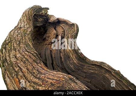 Malerische geschlitzten überwachsen Stamm einer alten gefallenen Baum isoliert auf weißem geknackt Stockfoto