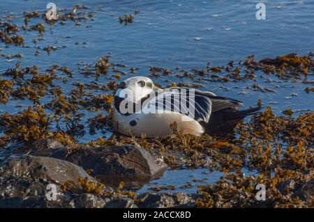 Eider Stellers (Polysticta stelleri), Männchen auf dem Seegras bedeckte Felsen ruhen, Båtsfjord, Varanger, Das arktische Norwegen, Stockfoto