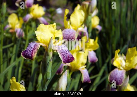 Schöne Bush der wachsenden iris Blüten mit gelb und violett motley Blütenblätter auf einer Frühlingswiese Stockfoto