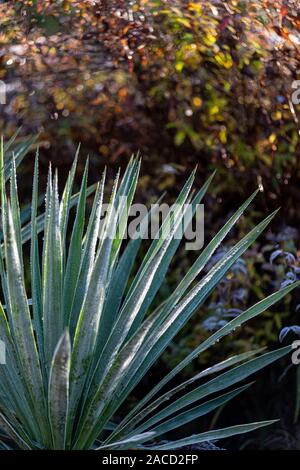 Yucca Pflanze Seite beleuchtet durch die Wintersonne. Stockfoto