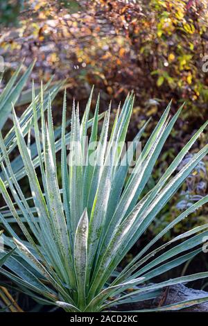 Yucca Pflanze Seite beleuchtet durch die Wintersonne. Stockfoto