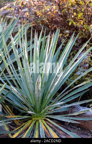 Yucca Pflanze Seite beleuchtet durch die Wintersonne. Stockfoto