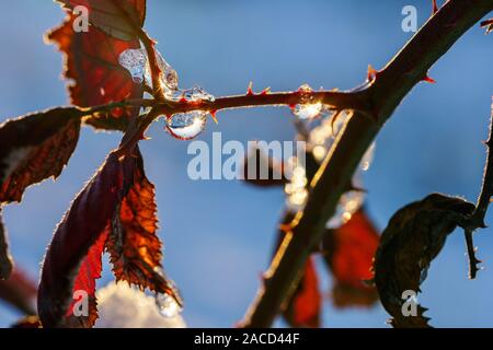 Ein Zweig der Rost farbigen Blätter im Herbst von einem Dornbusch mit transparenten funkelnden Tropfen Eis gegen einen klaren Winterhimmel am Goldenen Stunde abgedeckt. Nahaufnahme Stockfoto