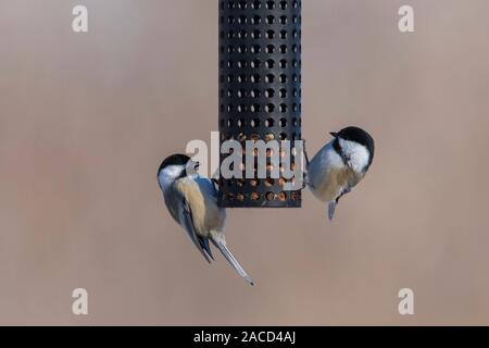 Black-capped chickadee (Poecile atricapillus) am Schrägförderer im Winter Stockfoto