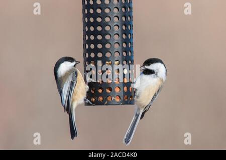 Black-capped chickadee (Poecile atricapillus) am Schrägförderer im Winter Stockfoto