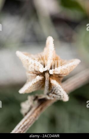 Frost bedeckt Samen (Nicandra physalodes Pod von Husch-fly-Anlage) Stockfoto