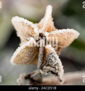 Frost bedeckt Samen (Nicandra physalodes Pod von Husch-fly-Anlage) Stockfoto