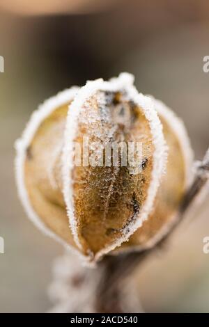 Frost bedeckt Samen (Nicandra physalodes Pod von Husch-fly-Anlage) Stockfoto