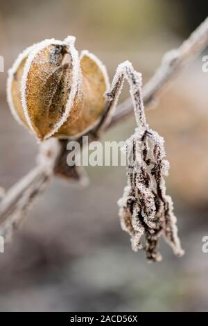 Frost bedeckt Samen (Nicandra physalodes Pod von Husch-fly-Anlage) Stockfoto