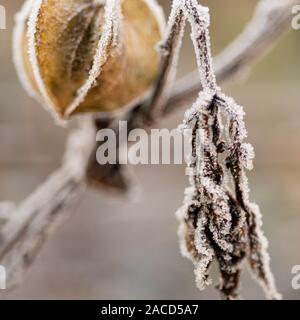 Frost bedeckt Samen (Nicandra physalodes Pod von Husch-fly-Anlage) Stockfoto