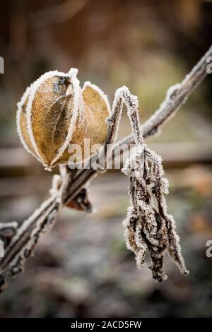 Frost bedeckt Samen (Nicandra physalodes Pod von Husch-fly-Anlage) Stockfoto