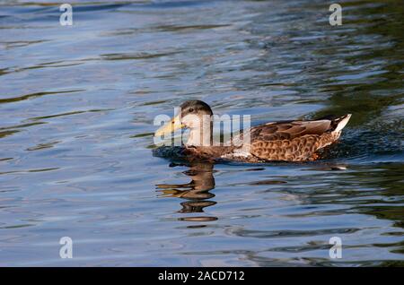 Stockente, Anas platyrhynchus, alleinstehenden Frauen schwimmen. August genommen. Lea Valley, Essex, Großbritannien. Stockfoto