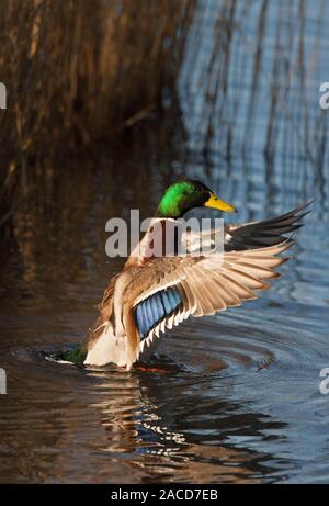 Stockente, Anas platyrhynchos, einzigen erwachsenen männlichen Schlagflügel. Januar berücksichtigt. Welney, Norfolk, Großbritannien. Stockfoto