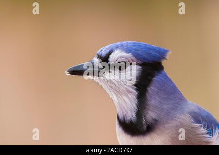 Blue Jay portrait Stockfoto