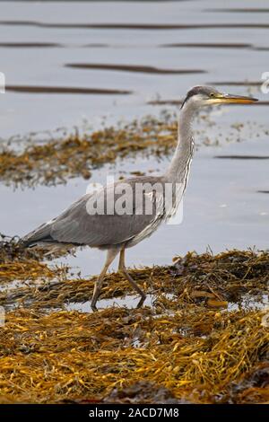 Graureiher (Ardea cinerea) auf der Suche nach Beute unter den Algen, Isle of Mull, Schottland, Großbritannien. Stockfoto