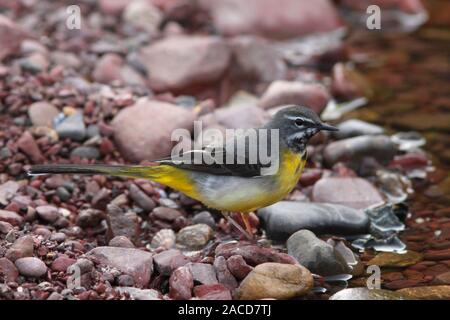 Gebirgsstelze (Motacilla cinerea) männliche Vogel Futter am Rande eines Baches, Schottland, Großbritannien. Stockfoto