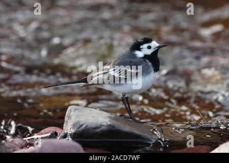 PIED WAGTAIL. Stockfoto