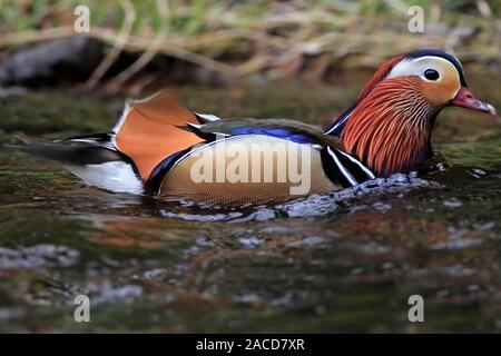 Mandarinente (Drake), Schottland, Großbritannien. Stockfoto