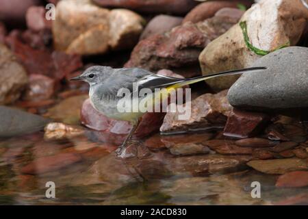 Gebirgsstelze (Motacilla cinerea) junger Vogel Futter am Rande eines Baches, Schottland, Großbritannien. Stockfoto