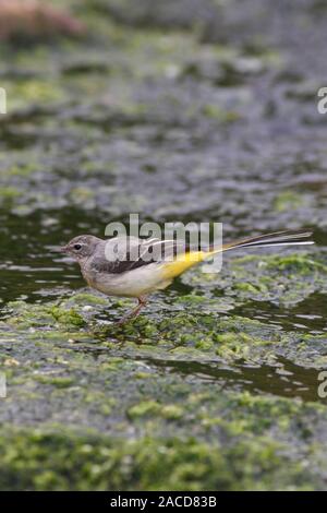 Gebirgsstelze (Motacilla cinerea) junger Vogel Futter unter grünen Algen, Schottland, Großbritannien. Stockfoto