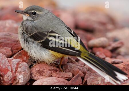 Gebirgsstelze (Motacilla cinerea) Junge, Schottland, UK. Stockfoto