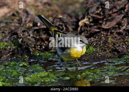 Gebirgsstelze (Motacilla cinerea) Nahrungssuche unter grünen Algen, Schottland, Großbritannien. Stockfoto