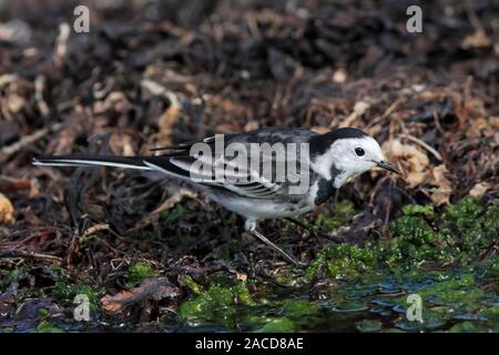 PIED WAGTAIL, UK. Stockfoto