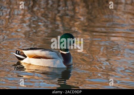 Stockente, Anas platyrhynchos, einzigen männlichen Erwachsenen Schwimmen und Berufung. Januar berücksichtigt. Welney, Norfolk, Großbritannien. Stockfoto