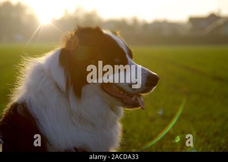 Silhouette eines Hundes auf dem Feld. Border Collie auf der Wiese gegen die Strahlen der untergehenden Sonne. Stockfoto