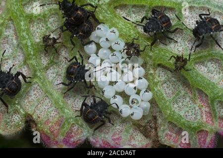 Einige Eier und Junge Insekten des Braunen marmorated stinken Bug (Halyomorpha halys) auf der unteren Seite von einem grünen Blatt Stockfoto